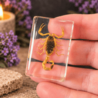 Buthus Martensii Scorpion Specimen