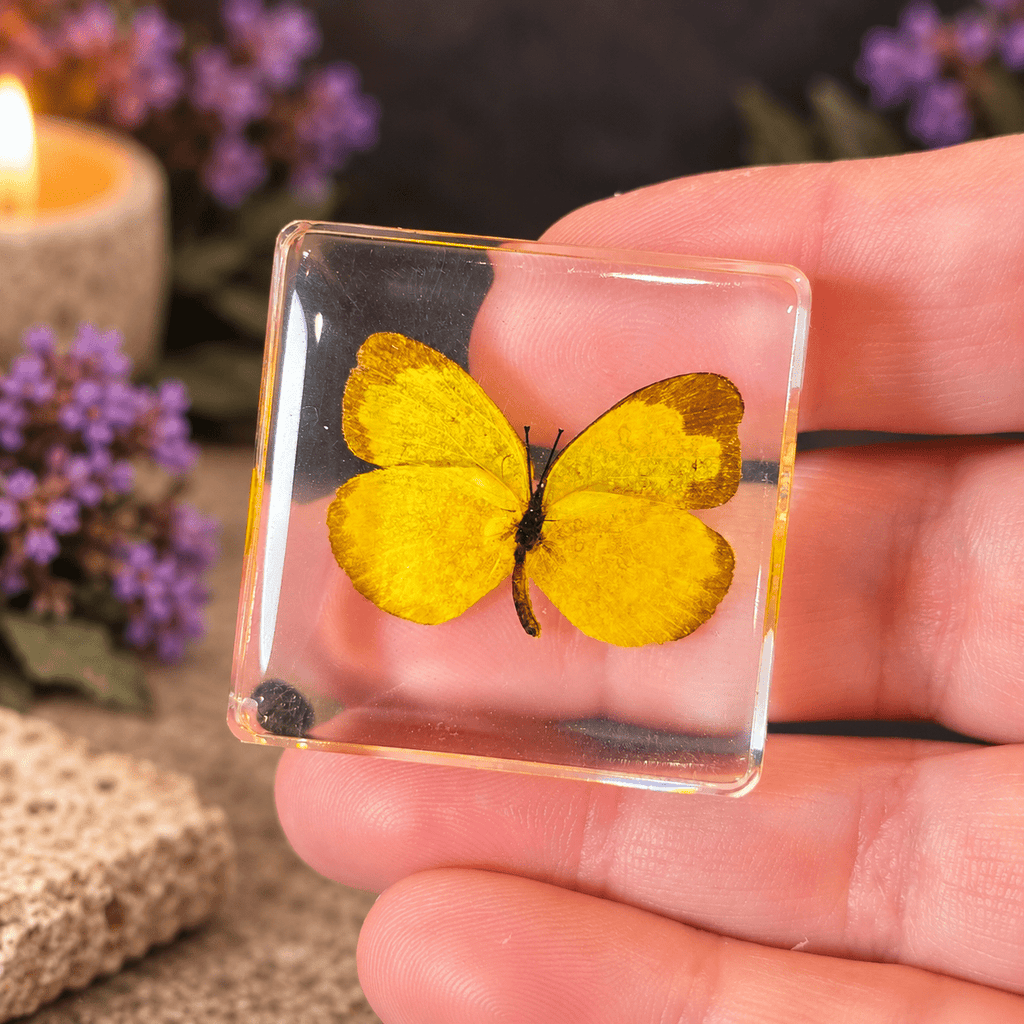 Eurema Hecabe Linnaeus Butterfly Specimen