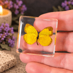 Eurema Hecabe Linnaeus Butterfly Specimen
