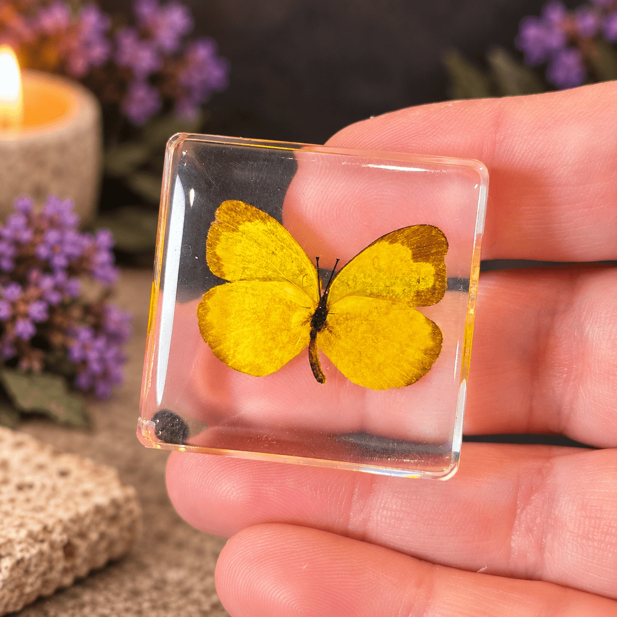Eurema Hecabe Linnaeus Butterfly Specimen