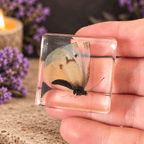 Pieris Rapae Butterfly Specimen