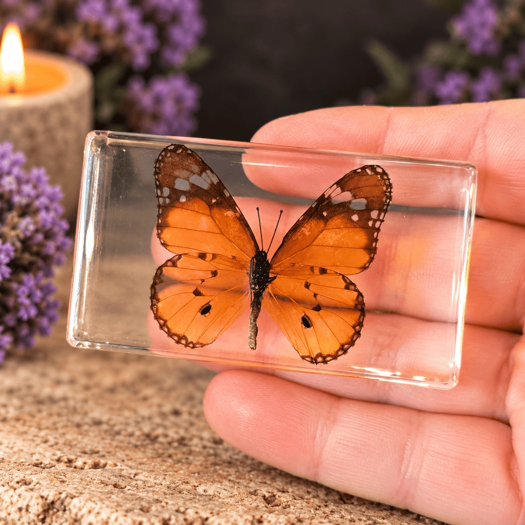 Plain Tiger Butterfly Specimen