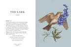 Ornithography: An Illustrated Guide To Bird Lore & Symbolism