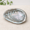 11-12cm Abalone Shells