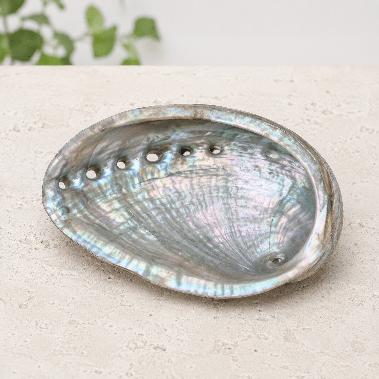 11-12cm Abalone Shells