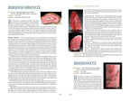 The Book of Stones